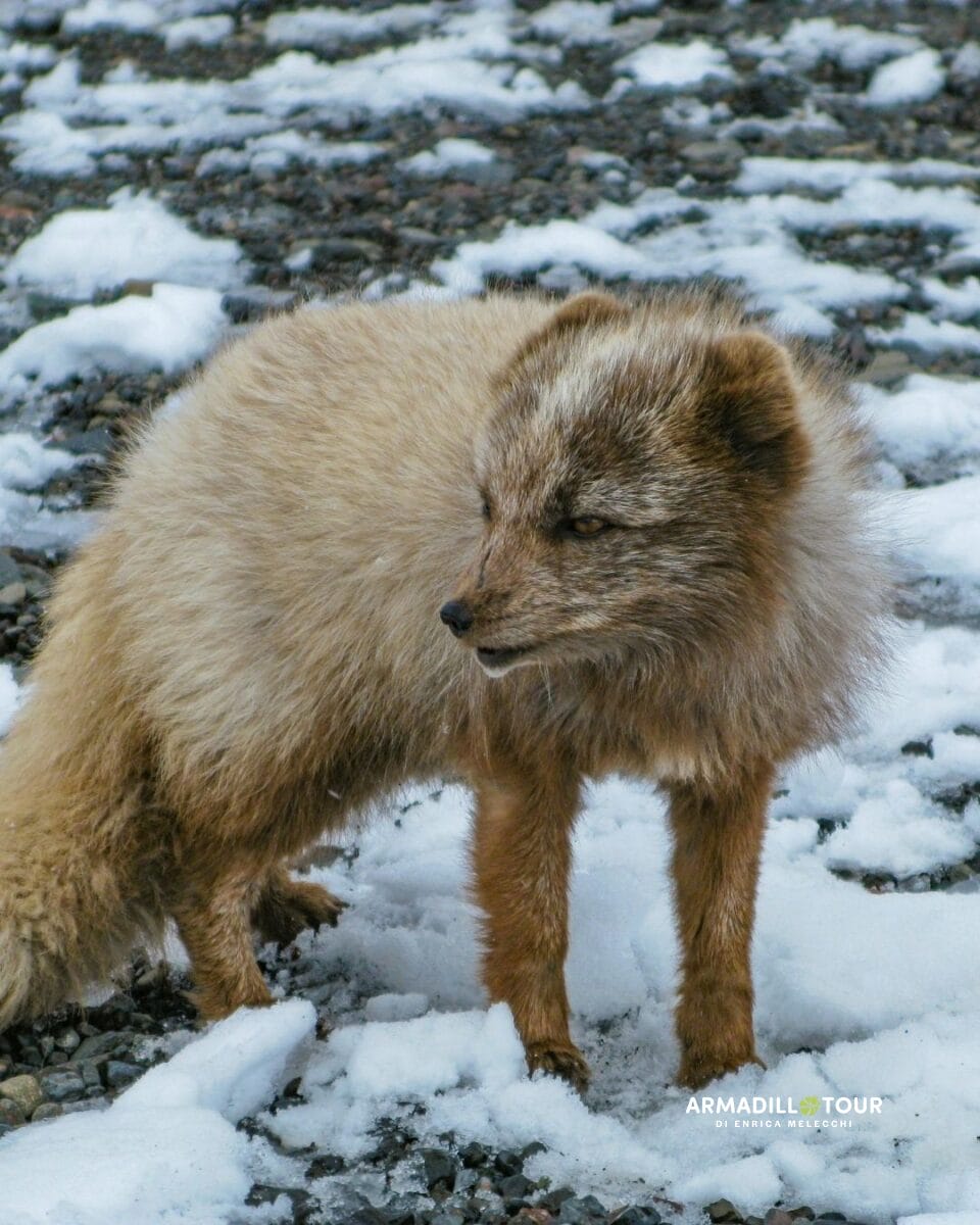 Svalbard: oltre l’ottantesimo parallelo