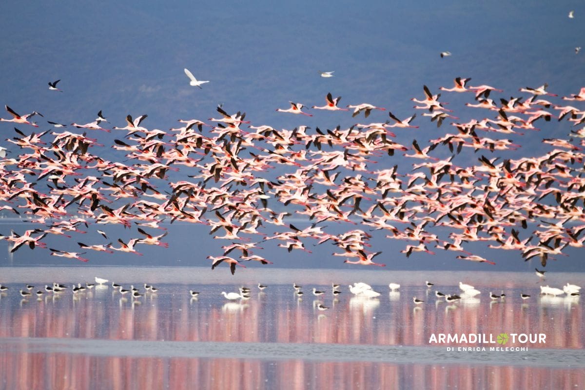 Il meglio della Tanzania