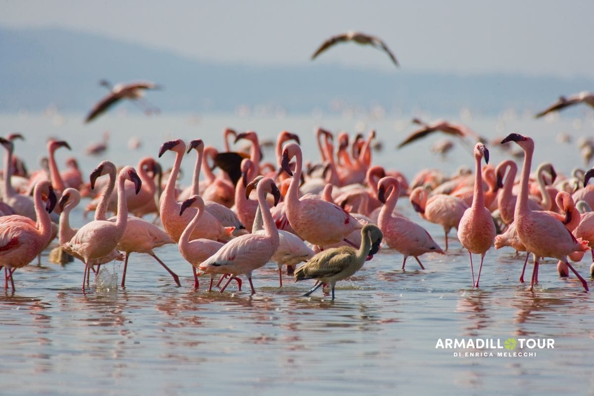 Full safari: dal Kenya alla Tanzania