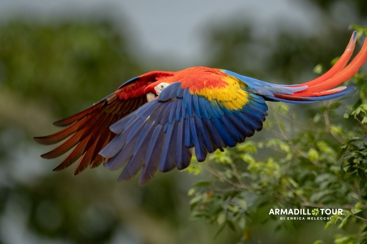 Costa Rica: Pura Vida tra vulcani e foreste nebulose