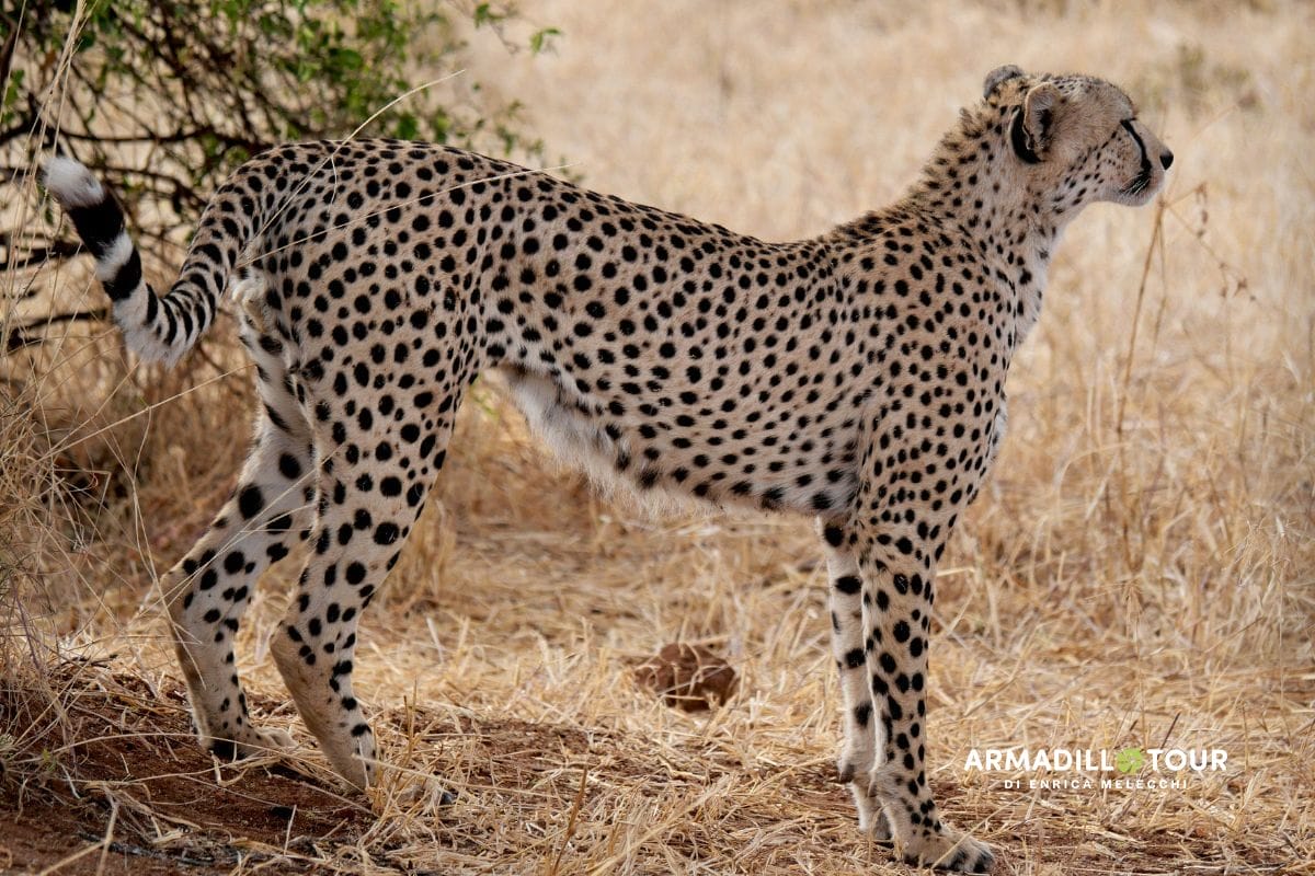 L’essenza del Kenya