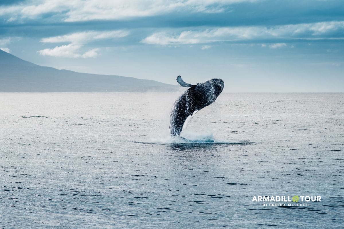 Islanda: un  viaggio nel cuore pulsante della natura