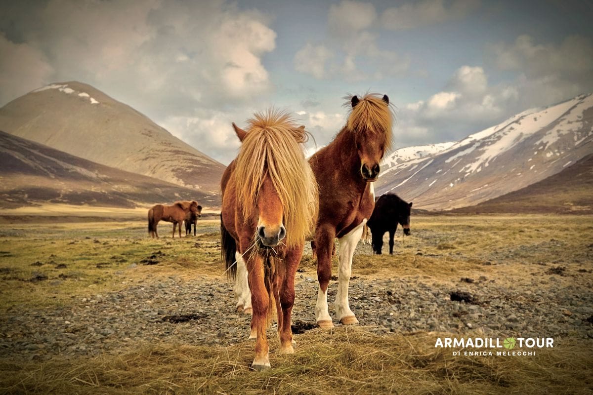 L’isola dei vichinghi
