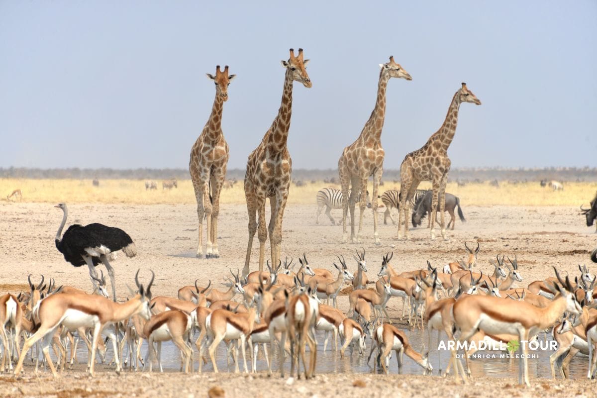 Il meglio della Namibia