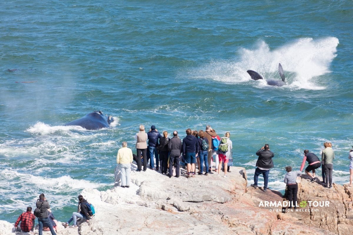 Sudafrica: Strade panoramiche e safari