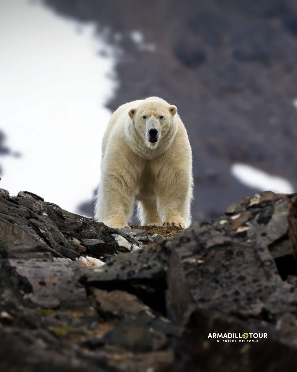 Svalbard: oltre l’ottantesimo parallelo