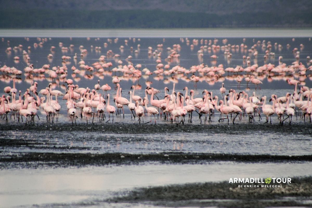 L’essenza del Kenya