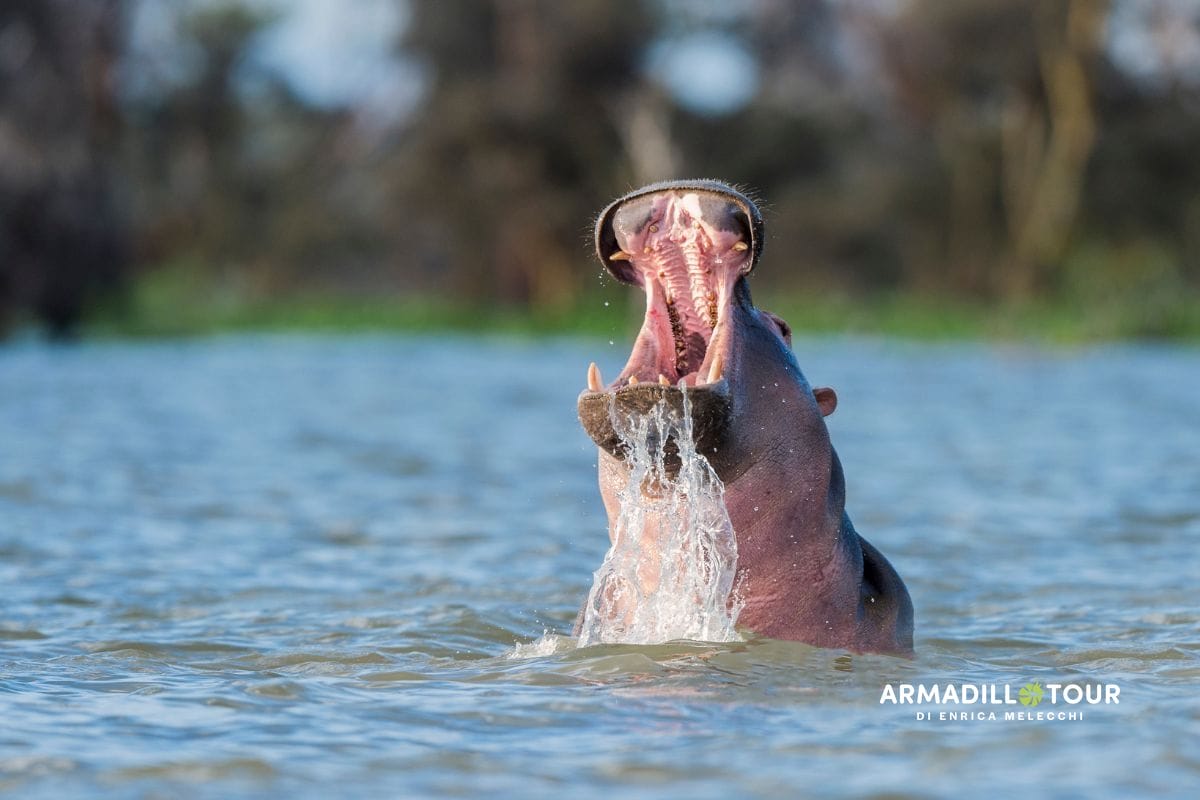 Full safari: dal Kenya alla Tanzania