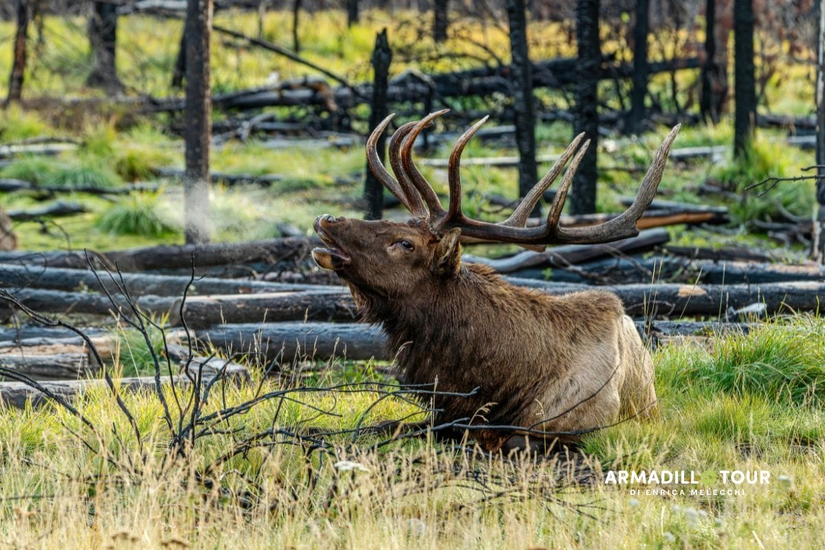 Canada: il  selvaggio OVEST