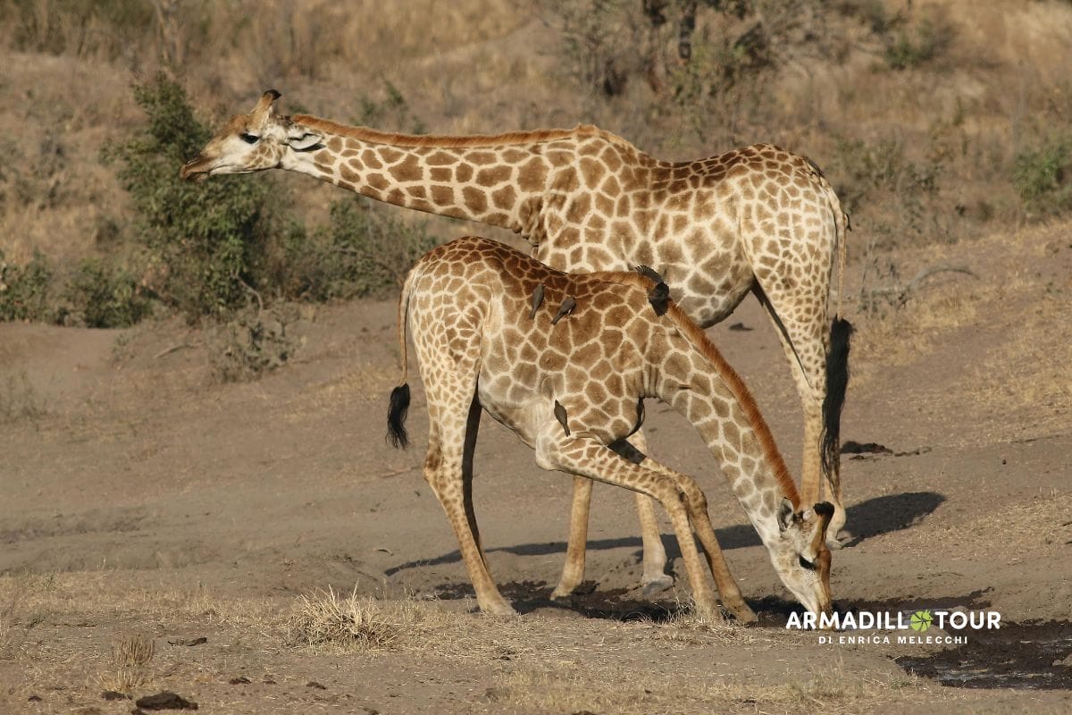 Sudafrica: Strade panoramiche e safari