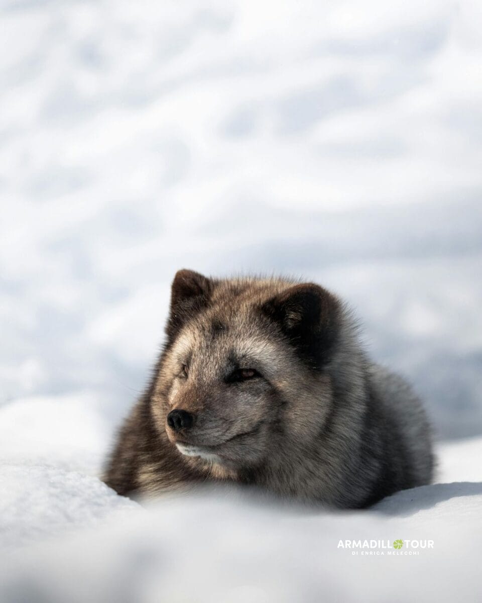 Svalbard: oltre l’ottantesimo parallelo