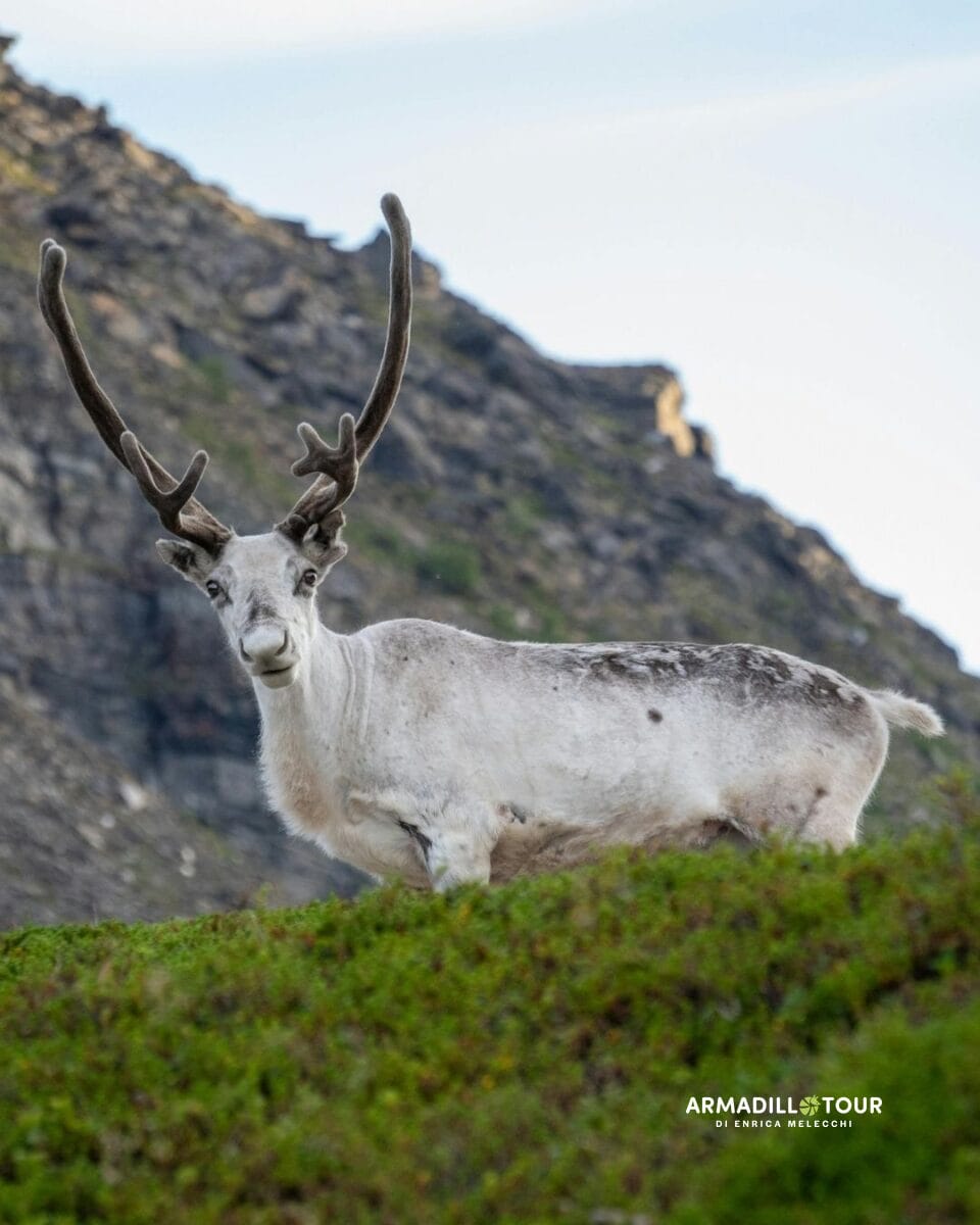 Svalbard: oltre l’ottantesimo parallelo