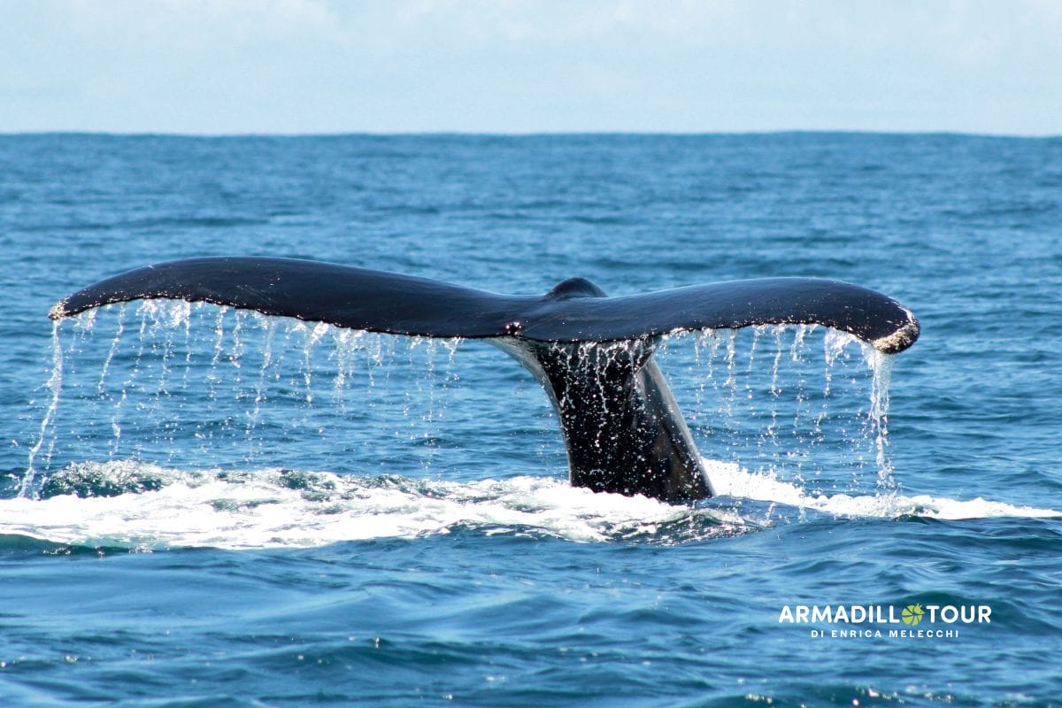 Costa Rica: Pura Vida tra vulcani e foreste nebulose
