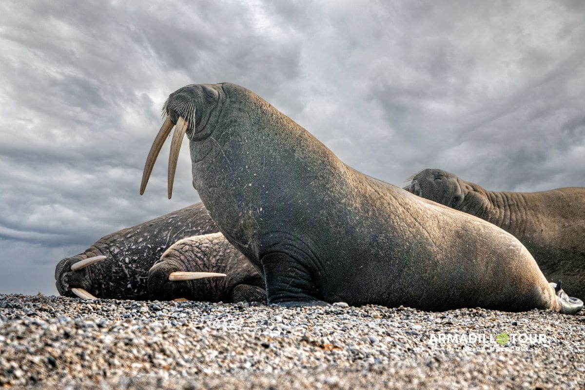 Svalbard: oltre l’ottantesimo parallelo