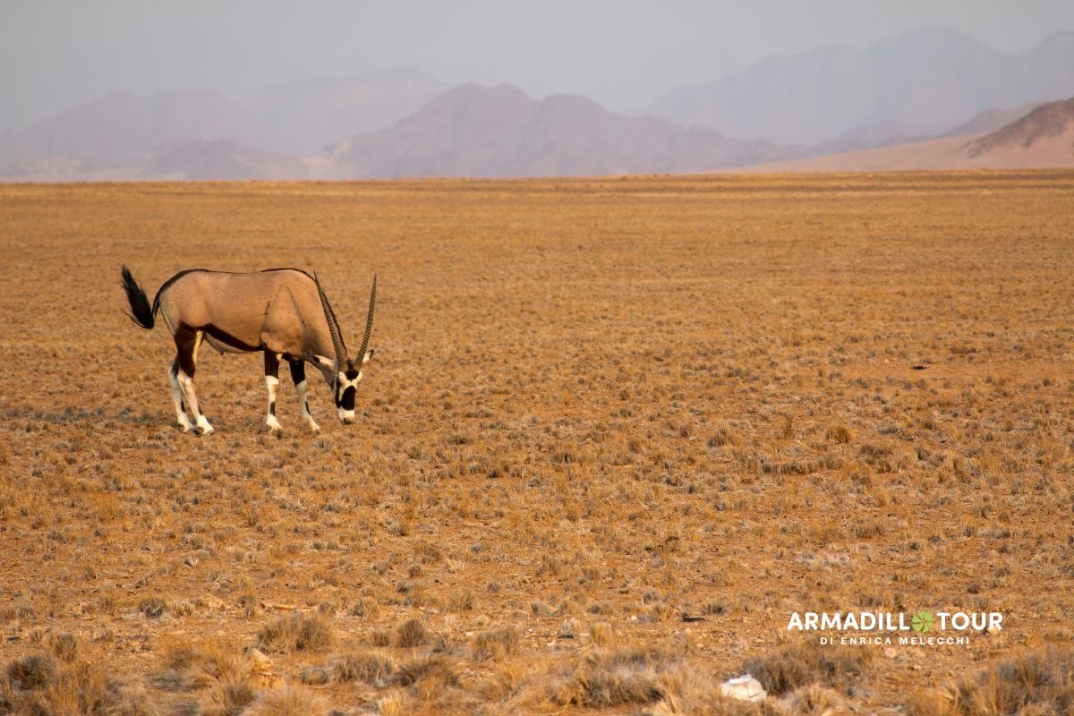 Il meglio della Namibia