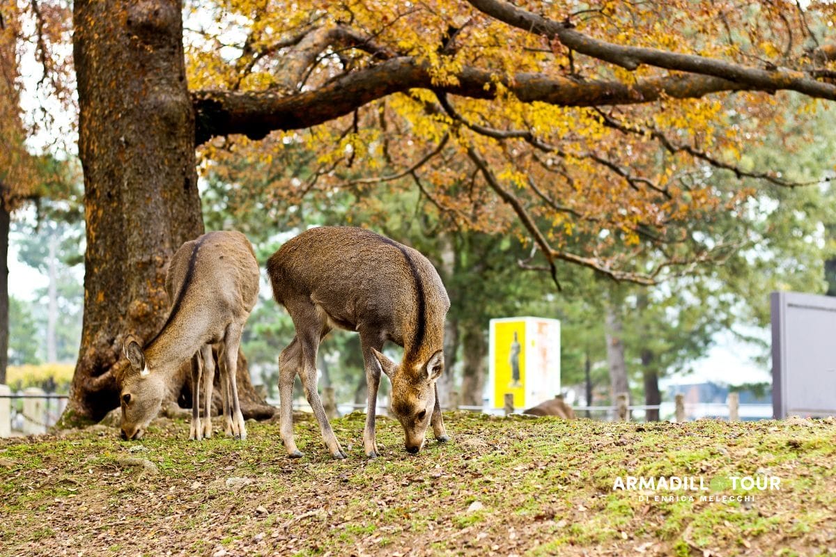 Giappone: Hiroshima, l’isola sacra di Miyajima fino alle città iconiche