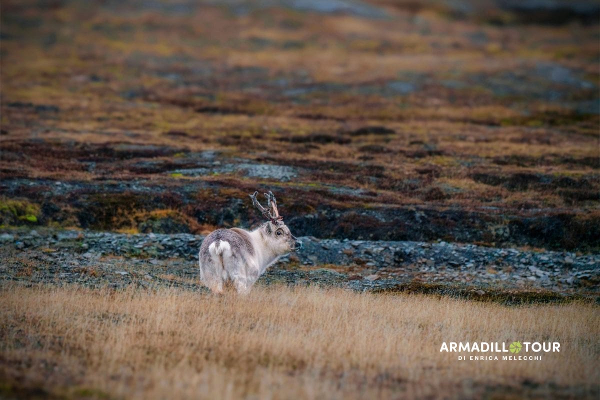 Svalbard: oltre l’ottantesimo parallelo